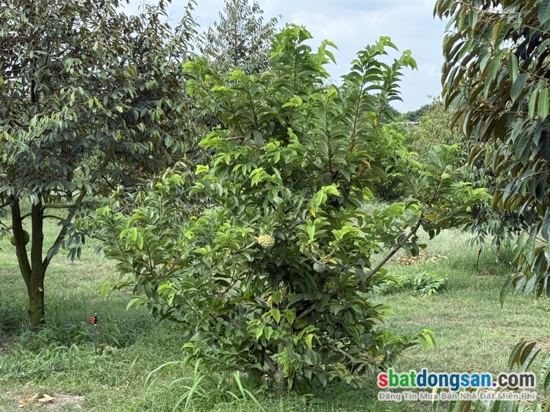 Chủ ngợp cần bán gấp lô đất vườn tại Định Quán giá rẻ chưa từng có