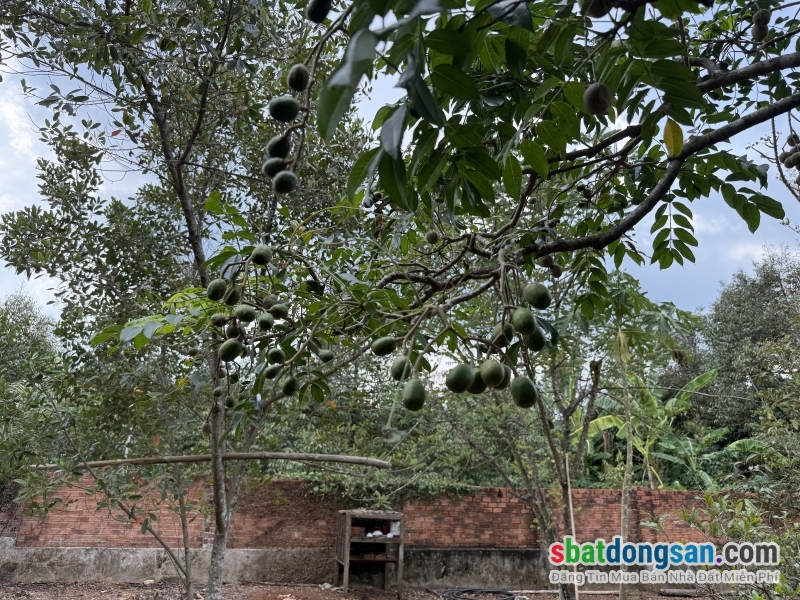 Kẹt Tiền Cần Bán Gấp Lô Đất Vườn 2000m2 Thống Nhất, Gần Ngã Tư Dầu Giây