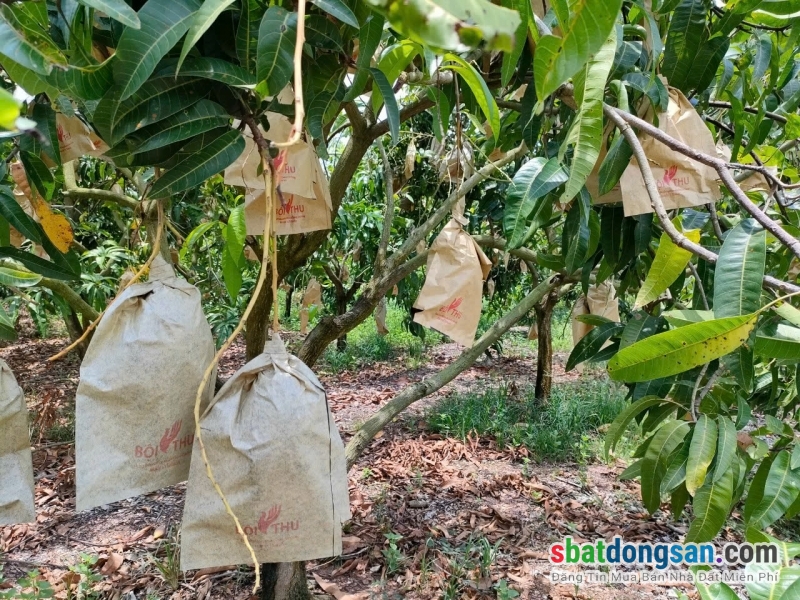 Nói thật là giờ kẹt tiền quá em cần bán gấp lô đất giá ngộp